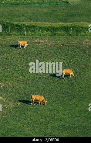 Kühe grasen auf grünen Wiesen Stockfoto