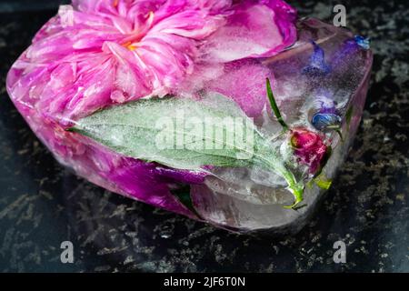 Gefrorene Blume (Pfingstrosenkopf, Blatt, Knospe und Iris) in Eiswürfel auf schwarzem Hintergrund, Nahaufnahme. Stockfoto