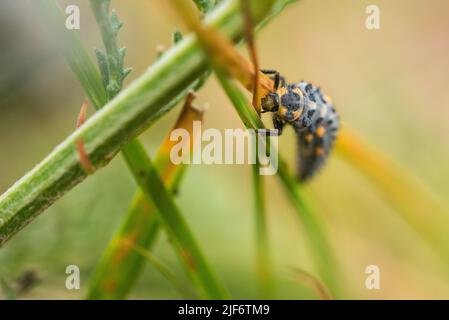 7-Punkt Marienkäfer (Coccinella septempunctata) Larven Stockfoto