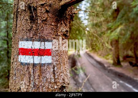 Rotes Wanderwegenschild auf einem Baum im Wald mit Waldweg im Hintergrund gemalt. Trail lodernd in den Bergen Stockfoto