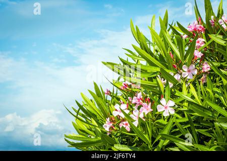 Busch aus rosa Oleander gegen den Himmel Stockfoto