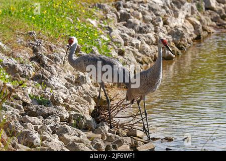 Sandhill-Kranichpaar, Grus canadensis, elegante Vögel, stehend, Wasser, Felsen, Tierwelt, Tier, Natur, Florida; Venedig; FL, Herbst Stockfoto