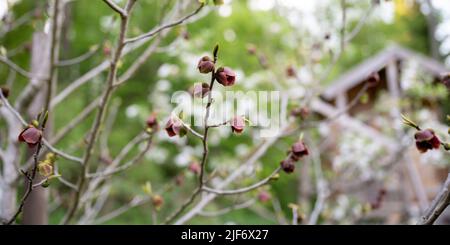 Pfandpfote Baum mit schönen zarten lila Blüten auf sie im frühen Frühjahr. Stockfoto