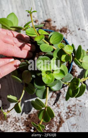 Peperomia tetraphylla, bekannt als Eichel oder vierblättrige peperomia, wird in einem blauen Topf im Innenbereich gepflanzt. Stockfoto