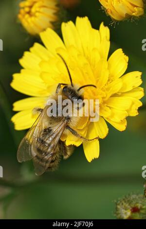 Nahaufnahme einer flauschigen männlichen Pantaloon-Biene, Dasypoda hirtipes, die auf einem gelben Hawksbeard, Bidens, im Garten sitzt Stockfoto
