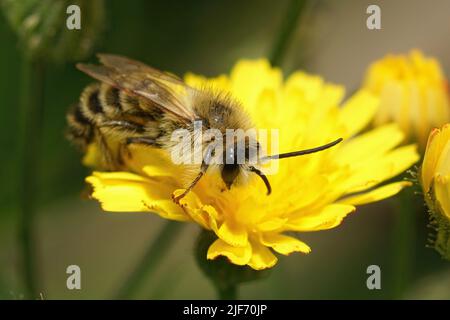 Nahaufnahme einer flauschigen männlichen Pantaloon-Biene, Dasypoda hirtipes, die auf einem gelben Hawksbeard, Bidens, im Garten sitzt Stockfoto