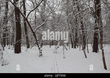 Viel Schnee im Winterwald Stockfoto