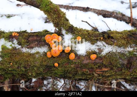 Flammulina velutipes im Winterwald Stockfoto