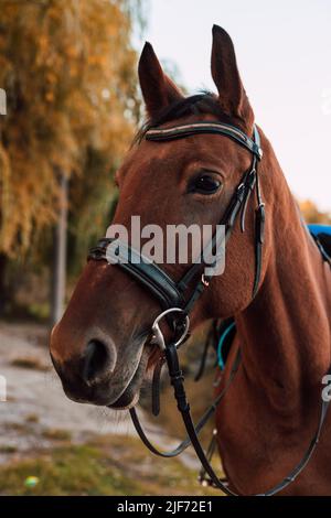 Die Schnauze eines Pferdes vor dem Hintergrund einer herbstlichen Landschaft Stockfoto