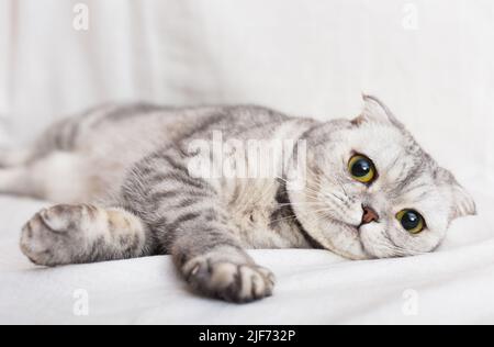 Entspannte graue Katze, die auf weißem Bettlaken auf dem Bett liegt Stockfoto