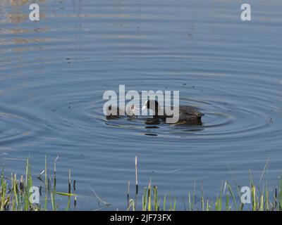 Blässhuhn Stockfoto