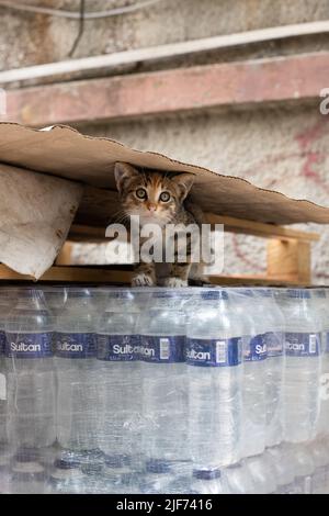 Istanbul Street CAT - streunende Kätzchen in Istanbul, Türkei Stockfoto