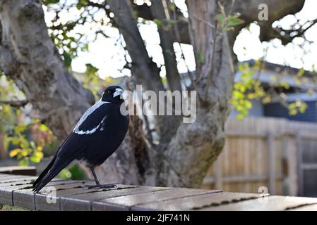 Seitenansicht einer weiblichen australischen Elster, Cracticus tibicen, die auf einem Bein auf einem Ziegelzaun steht, wobei der Kopf des Vogels nach rechts gedreht ist Stockfoto