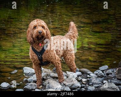 Ein roter Kakadu-Hund, der aufmerksam auf den Felsen am Flussufer steht Stockfoto