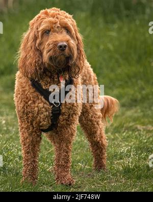 Ein roter Kakadu-Hund, der aufmerksam während eines Spaziergangs im Park steht und die Ereignisse um ihn herum beobachtet Stockfoto