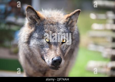 Ausgestopfter grauer Wolf auf grünem Hintergrund. Stockfoto