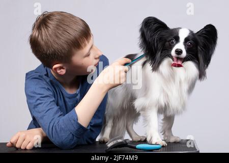 Ein kleiner Junge kämmt einen papillon-Hund. Haustier mit Eigentümer. Kind mit einem lustigen Welpen. Stockfoto