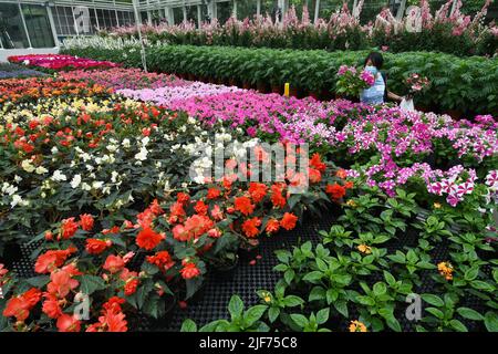 Singapur. 30.. Juni 2022. Ein Teilnehmer aus der regionalen Gartenbauindustrie nimmt am 30. Juni 2022 an einem Blumentestversuch von Singapore's Gardens by the Bay in Singapur Teil. Gardens by the Bay führte am Donnerstag einen Blumentestversuch durch, um regionalen Gartenbauern neue, für die Pflanzung in Südostasien geeignete Blumenzüchter vorzustellen. Quelle: Then Chih Wey/Xinhua/Alamy Live News Stockfoto