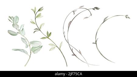Aquarellverzweigungen eingestellt. Gebogene und runde Formen. Große Sammlung von handbemalten botanischen Illustrationen isoliert auf weiß. Abstrakt transparent Stockfoto