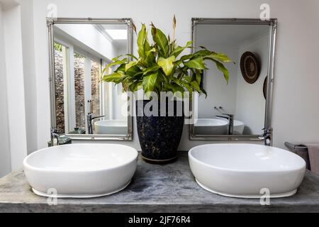 Zimmerpflanze zwischen zwei Spiegeln und Waschbecken im modernen Badezimmer zu Hause, Kopierraum Stockfoto