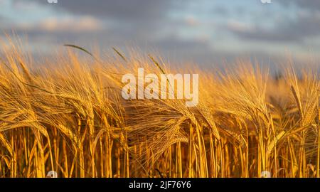 Goldweizen wächst auf dem Feld an sonnigen Tag im Sommer fast reif für die Ernte. Stockfoto