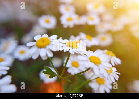 Feld der Kamillen an sonnigen Sommertagen in der Natur. Schöne Komposition aus weißen Gänseblümchen. Natürlicher Blumenhintergrund, Nahaufnahme, weicher Fokus. Medizin Stockfoto