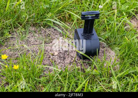 Maulwurfffalle auf dem Rasen aufgestellt Stockfoto