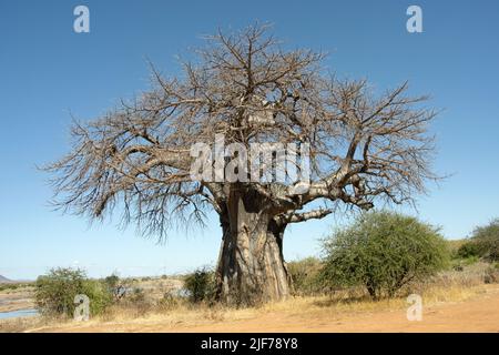 Ein großer und spektakulärer Baobab wächst am Ufer des Great Ruaha River. Dieser beliebte Aussichtspunkt bietet einen weiten Blick auf den Fluss Stockfoto