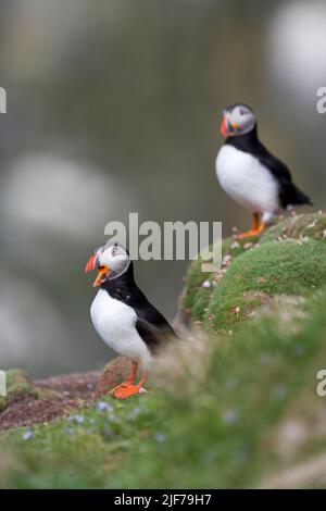 Atlantic Paffin Fratercula Arctica, Erwachsene auf Klippe, Festland, Shetland Isles, Schottland, Großbritannien, Juni Stockfoto