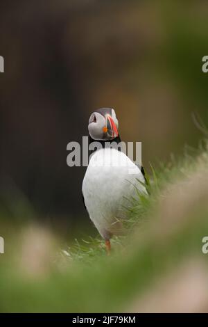 Atlantic Paffin Fratercula Arctica, Erwachsener auf Klippe, Festland, Shetland Isles, Schottland, Großbritannien, Juni Stockfoto