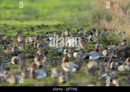 Baikal teal Anas formosa, erwachsener Rüde unter eurasischen teal Anas crecca & eurasischen Wirt Anas penelope, Greylake, Somerset, UK, Januar Stockfoto