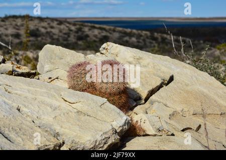 Kakteen New Mexico. Echinocereus pectinatus (rubispinus), Regenbogen-Igelkaktus in einer felsigen Wüste in New Mexico, USA Stockfoto