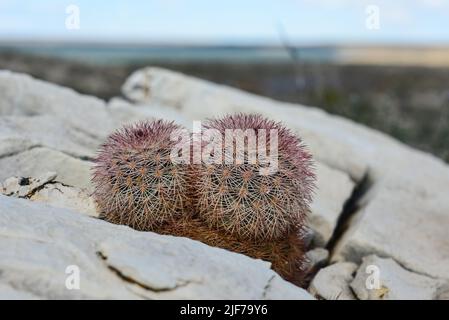 Kakteen New Mexico. Echinocereus pectinatus (rubispinus), Regenbogen-Igelkaktus in einer felsigen Wüste in New Mexico, USA Stockfoto