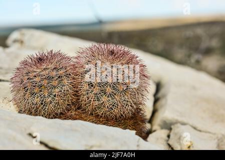 Kakteen New Mexico. Echinocereus pectinatus (rubispinus), Regenbogen-Igelkaktus in einer felsigen Wüste in New Mexico, USA Stockfoto