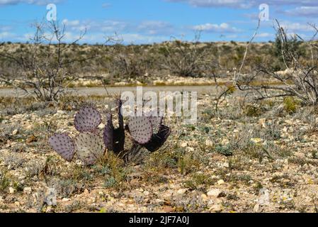 Kakteen New Mexico. Kaktusfeige Opuntia sp. In einer felsigen Wüste in New Mexico, USA Stockfoto