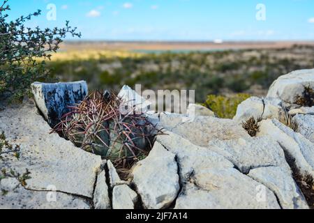 Kakteen New Mexico. Adlerkrallen, Türkenkopf, Teufelskopf (Echinocactus horizonthalonius) in einer felsigen Wüste in New Mexico, USA Stockfoto