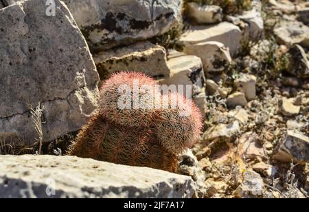 Kakteen New Mexico. Echinocereus pectinatus (rubispinus), Regenbogen-Igelkaktus in einer felsigen Wüste in New Mexico, USA Stockfoto