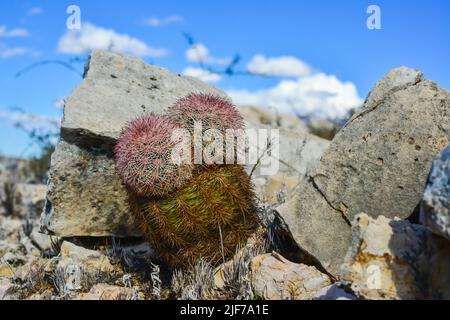 Kakteen New Mexico. Echinocereus pectinatus (rubispinus), Regenbogen-Igelkaktus in einer felsigen Wüste in New Mexico, USA Stockfoto