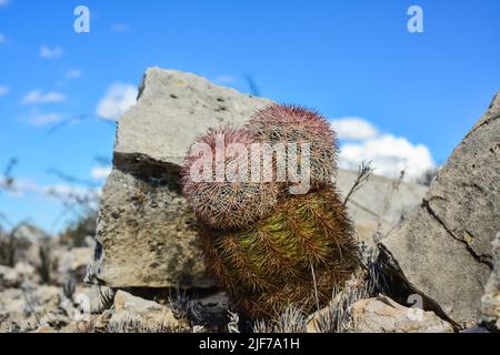 Kakteen New Mexico. Echinocereus pectinatus (rubispinus), Regenbogen-Igelkaktus in einer felsigen Wüste in New Mexico, USA Stockfoto