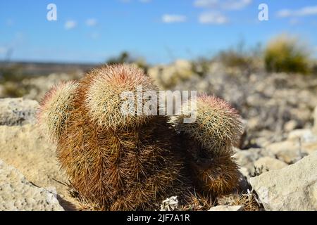 Kakteen New Mexico. Echinocereus pectinatus (rubispinus), Regenbogen-Igelkaktus in einer felsigen Wüste in New Mexico, USA Stockfoto