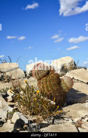 Kakteen New Mexico. Echinocereus pectinatus (rubispinus), Regenbogen-Igelkaktus in einer felsigen Wüste in New Mexico, USA Stockfoto