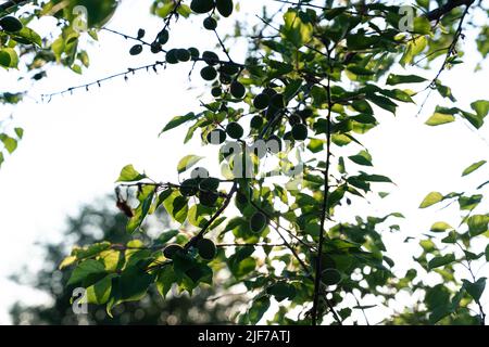 Kleine grüne Aprikosen wachsen auf einem Baum.Makro. Hochwertige Fotos Stockfoto