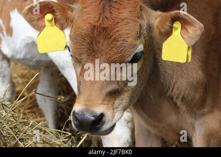 Junges Guernsey-Kuhkalb mit gelben Ohrmarken in einem Stall und einem weiteren Kalb im Hintergrund und Stroh im Vordergrund. Stockfoto