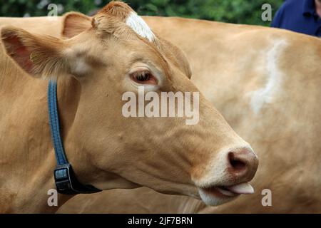 Hellbrauner Guernsey-Kuhkopf und Schultern mit blauem Kragen und einer weiteren Kuh im Hintergrund. Stockfoto