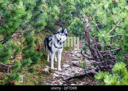 Nahaufnahme des Kopfes eines grauen sibirischen Husky-Hundes, der die Natur genießt, glücklicher Hund in einer natürlichen Landschaft. Blaue Augen. Ein entzückender Hund. Blaue Augen. Stockfoto
