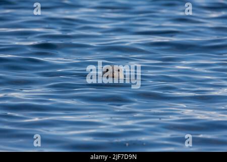 Seehund Phoca vitulina, Schwimmen im blauen Meer, Festland, Shetland Isles, Schottland, Großbritannien, Juni Stockfoto