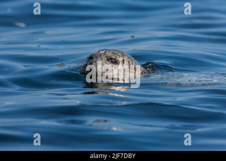 Seehund Phoca vitulina, Schwimmen im blauen Meer, Festland, Shetland Isles, Schottland, Großbritannien, Juni Stockfoto