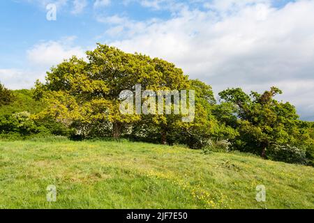 Englische Eiche Quercus robur, in Blatt, Cleeve, Somerset, UK, Mai Stockfoto
