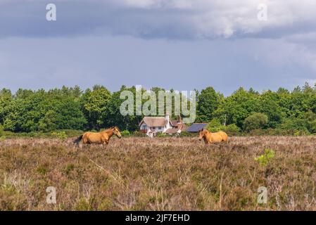 Heidelandschaft im Sommer in New Forest, Hampshire, Großbritannien. Ponys und Haus. Stockfoto