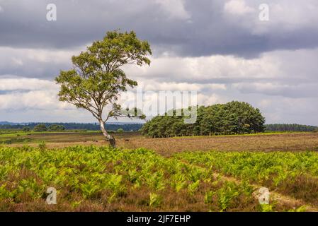 Heidelandschaft im Sommer in New Forest, Hampshire, Großbritannien Stockfoto